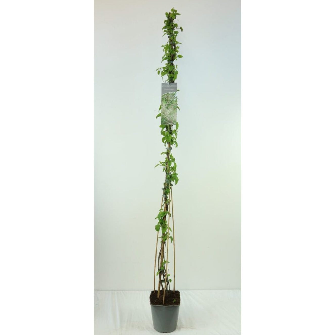 Parkslinga – Fallopia baldschuanica - C5 125-175 CM Stick